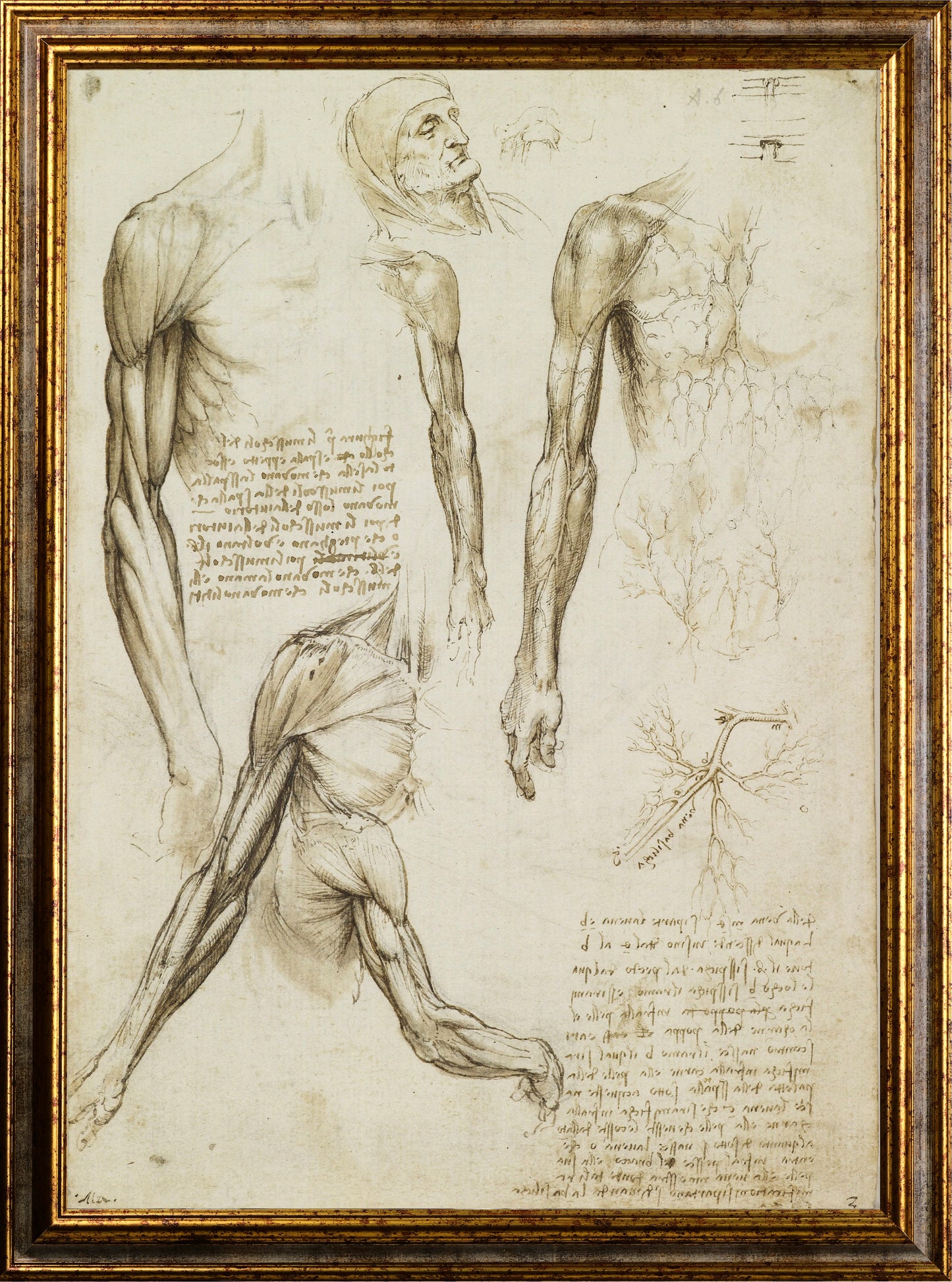 Da Vinci - Schizzo dei muscoli del braccio e vene del braccio e tronco | Piatta HD