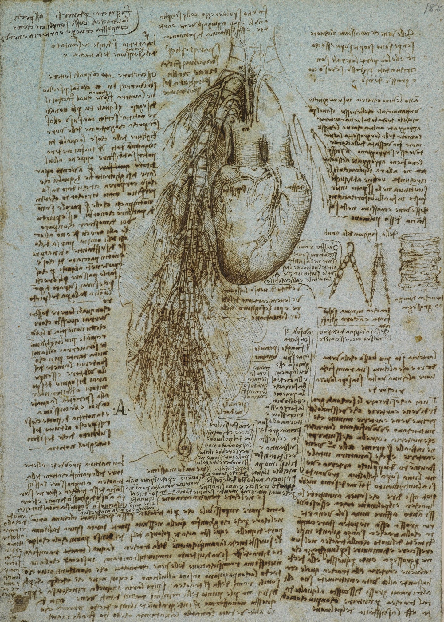 Da Vinci - Schizzo del cuore, i bronchi e le navi bronchiali | Piatta HD