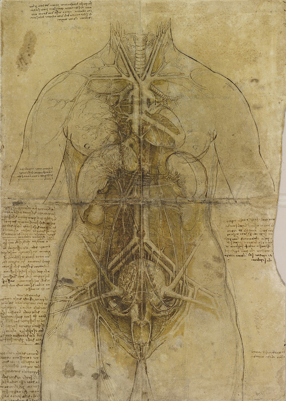 Da Vinci - Schizzo del sistema cardiovascolare e gli organi principali femminili | Piatta HD