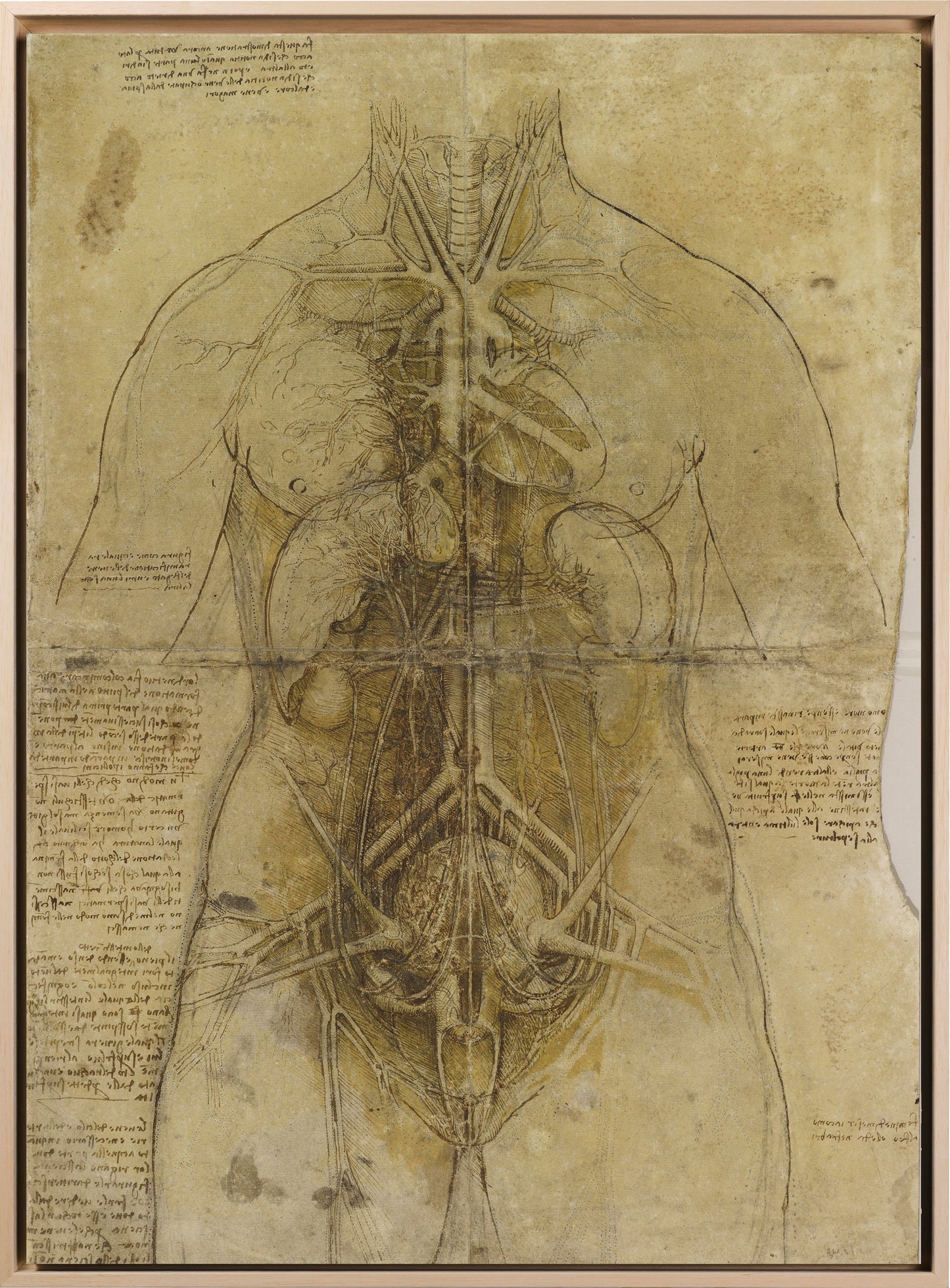 Da Vinci - Schizzo del sistema cardiovascolare e gli organi principali femminili | Piatta HD