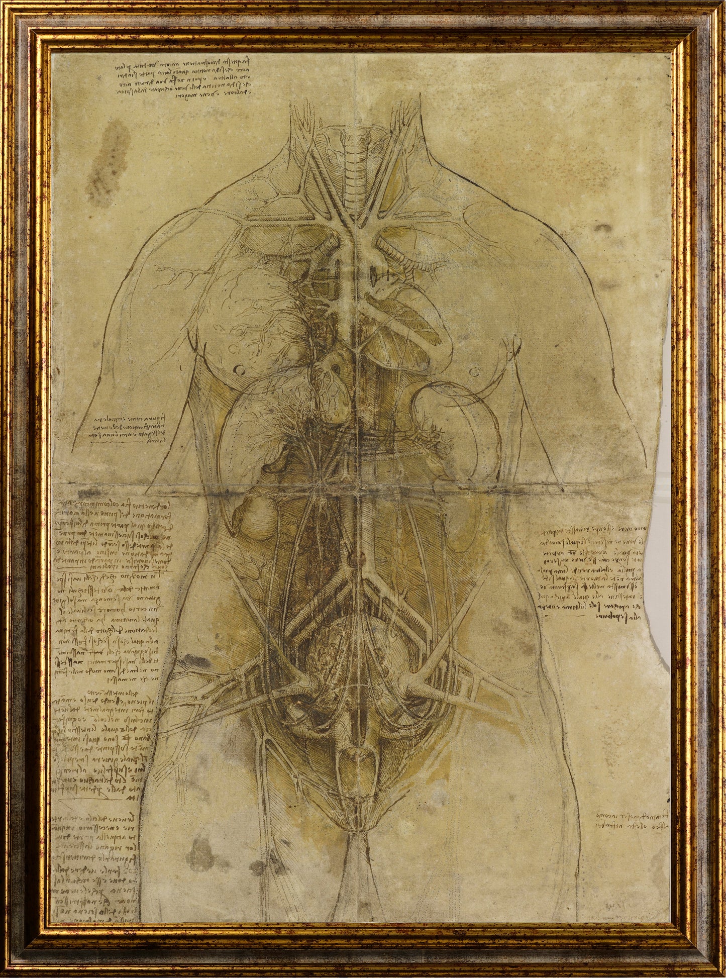 Da Vinci - Schizzo del sistema cardiovascolare e gli organi principali femminili | Piatta HD