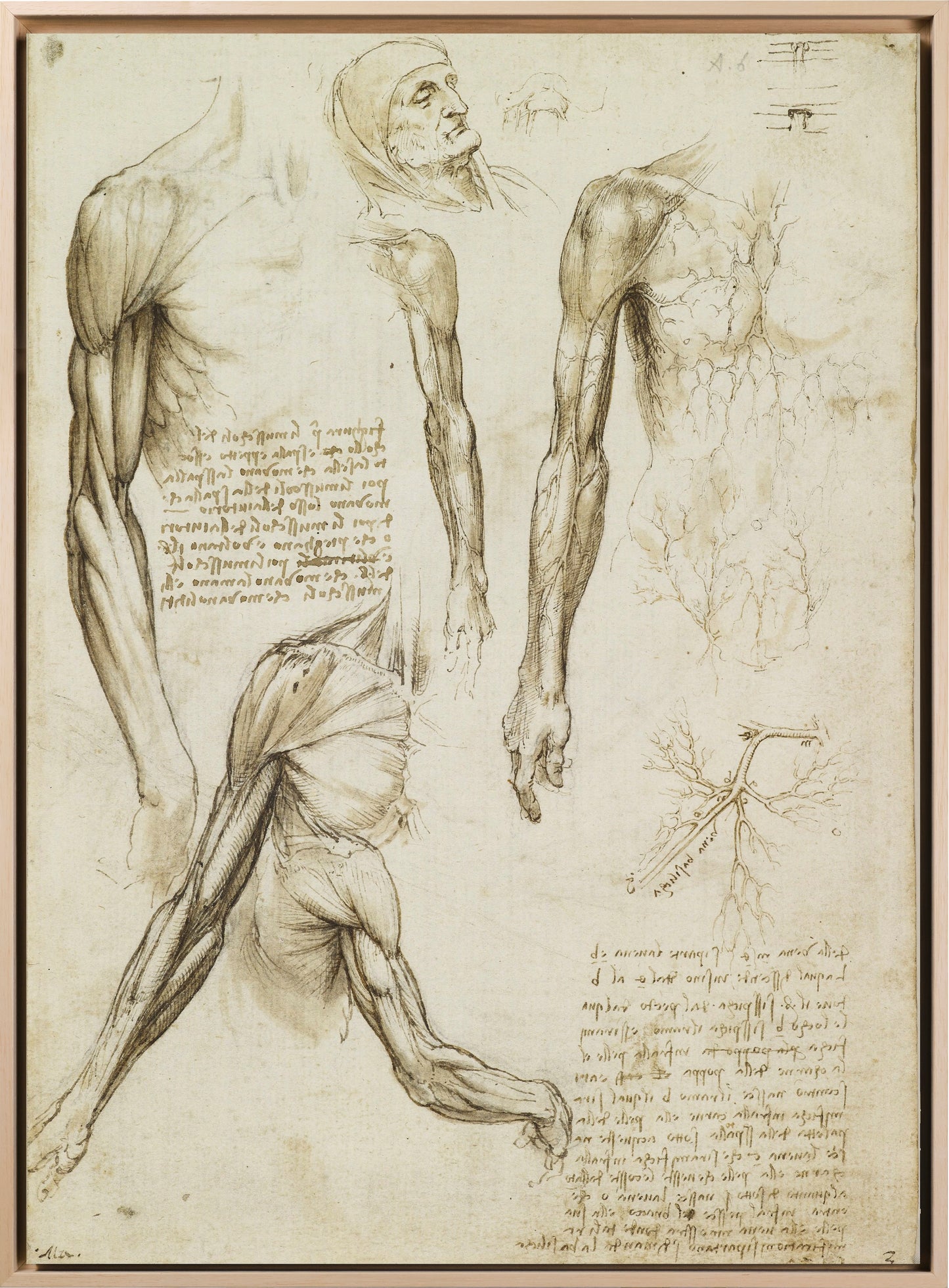 Da Vinci - Schizzo dei muscoli del braccio e vene del braccio e tronco | Piatta HD